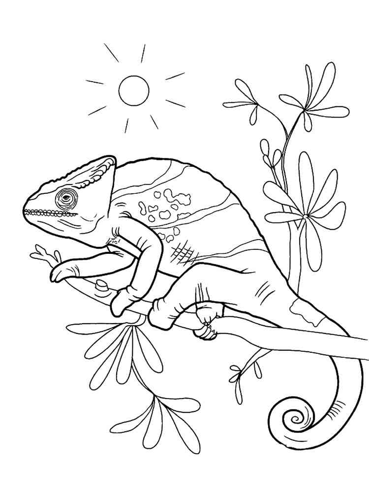 Realistic Chameleon coloring page
