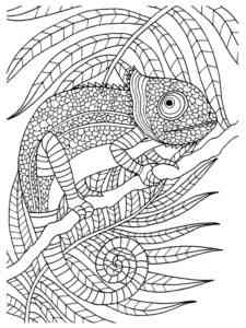 Chameleon coloring page for Adult