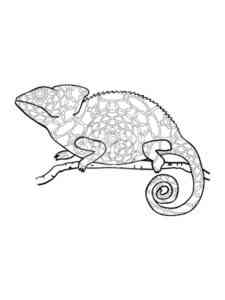 Abstract Chameleon on branch coloring page