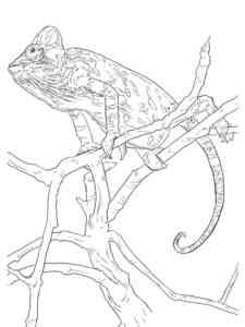 Realistic Veiled Chameleon coloring page