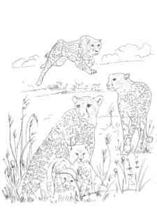 Three Cheetahs coloring page