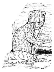 Cute Baby Cheetah coloring page