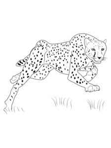 Running Cheetah coloring page
