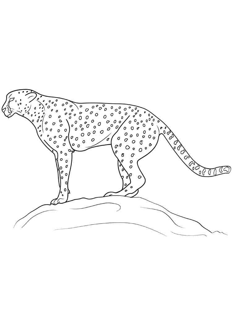 Tanzanian Cheetah coloring page