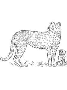 Cheetah and cub coloring page