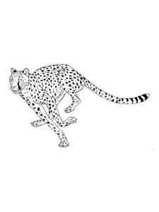 Cheetah running coloring page