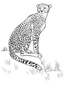 Sitting Cheetah coloring page
