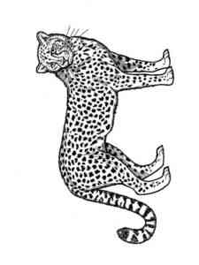 Wild Cheetah coloring page