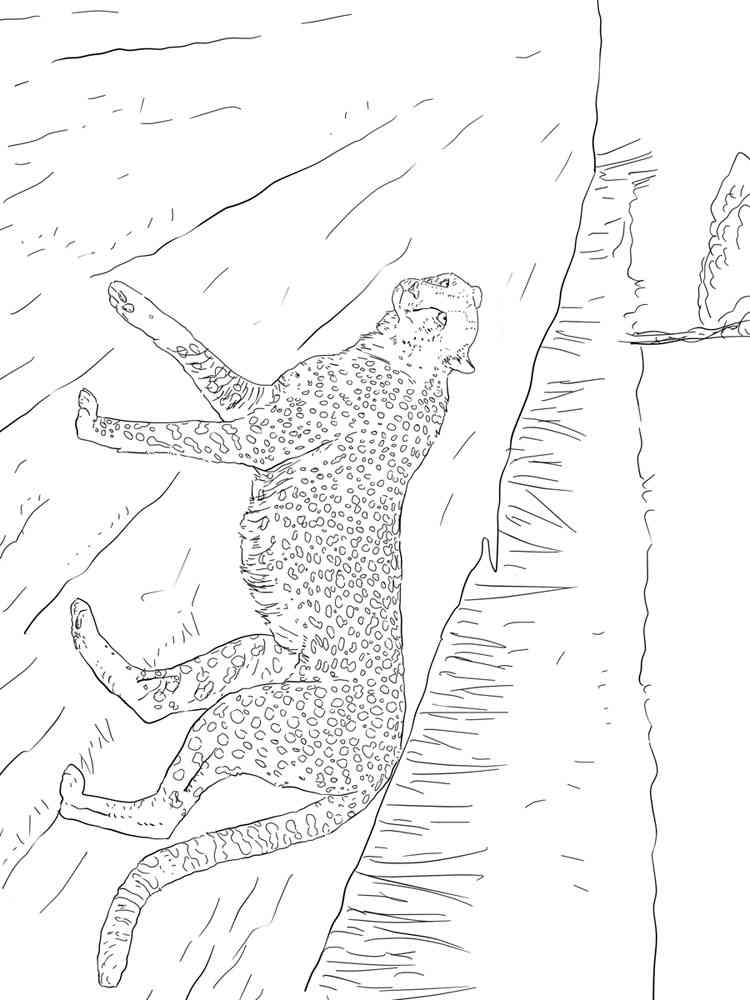 Namibian Cheetah coloring page