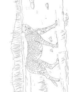 Asiatic Cheetah coloring page