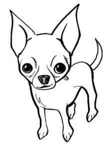 Easy Chihuahua coloring page