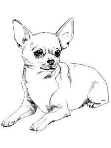 Realistic Chihuahua coloring page