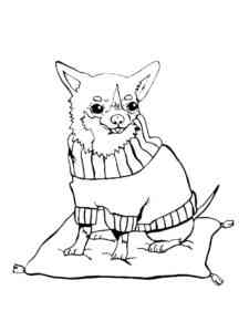 Chihuahua in clothing coloring page