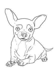 Chihuahua lies coloring page