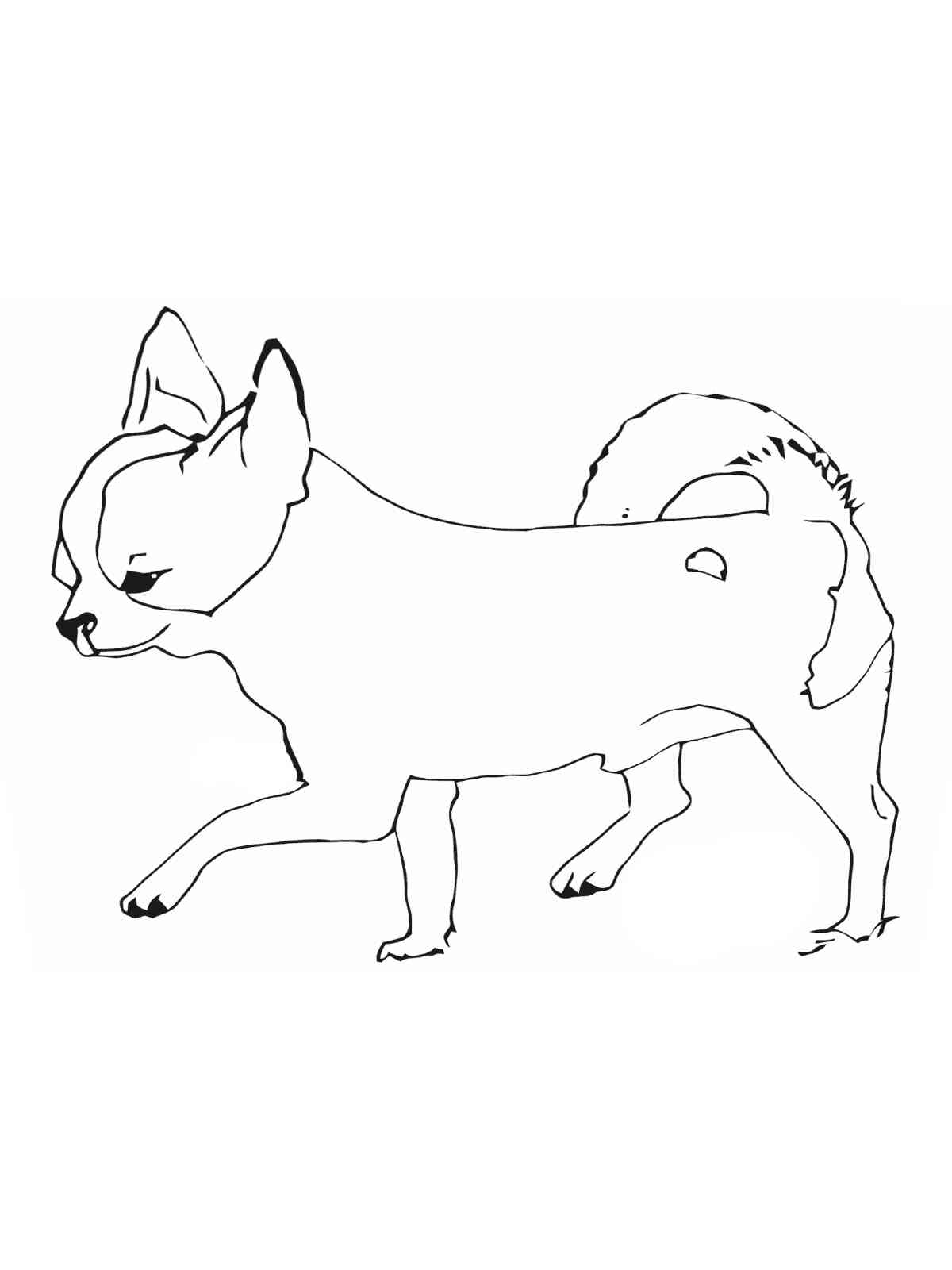 Chihuahua is going coloring page