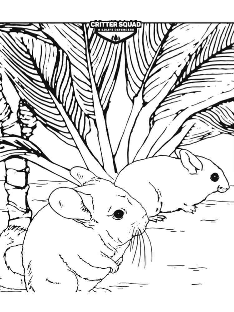 Two Chinchillas coloring page