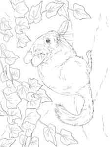 Long Tailed Chinchilla coloring page
