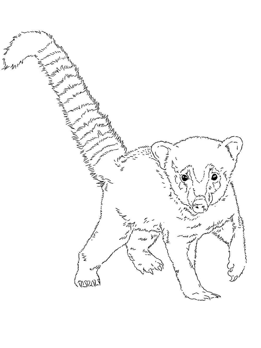 South American Coati coloring page