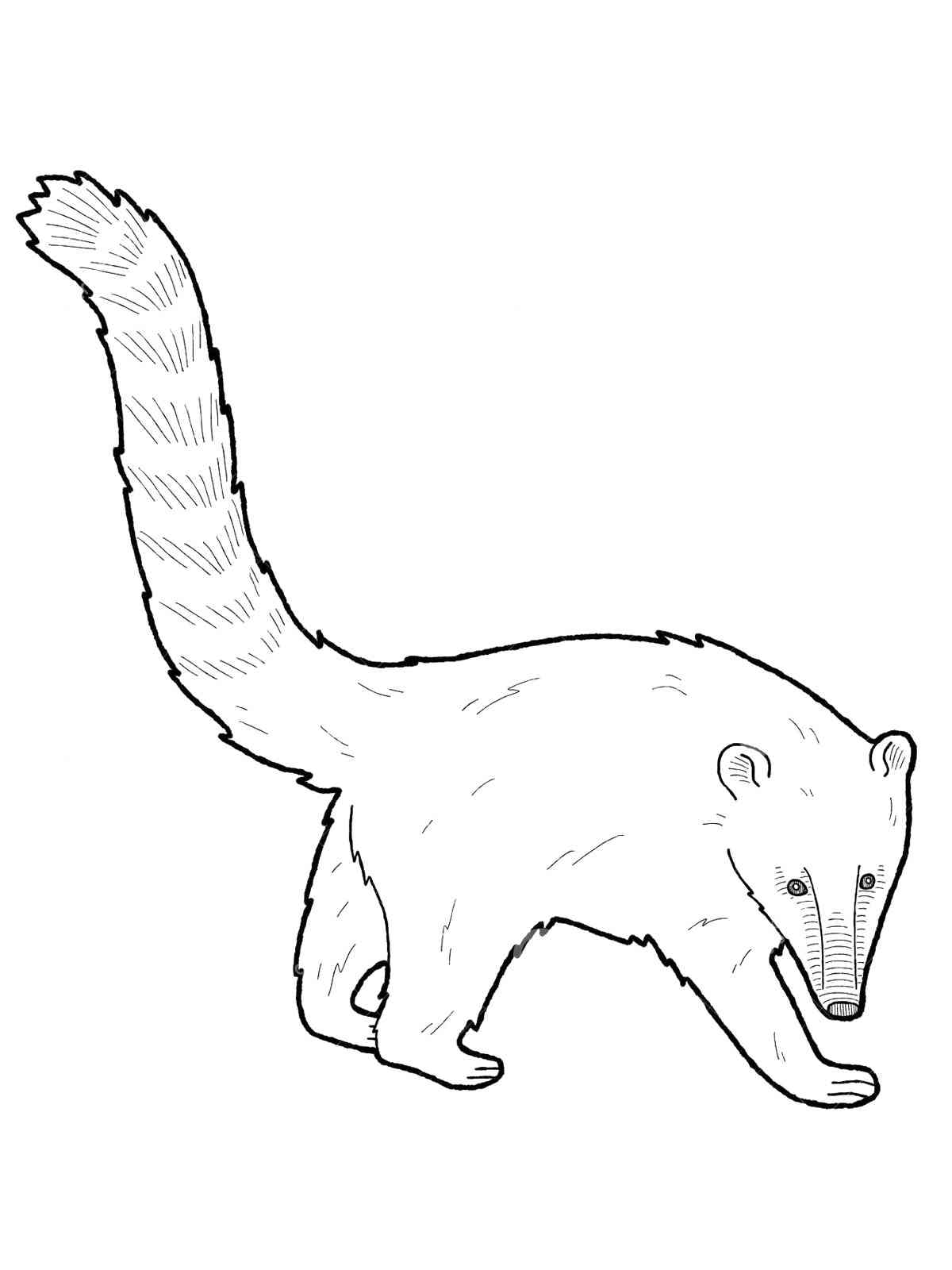 White Nosed Coati coloring page