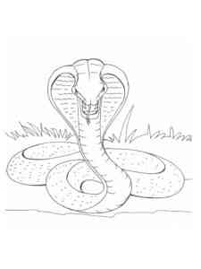Cobra snake coloring page