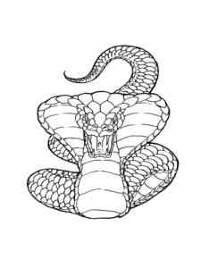 Common Cobra coloring page