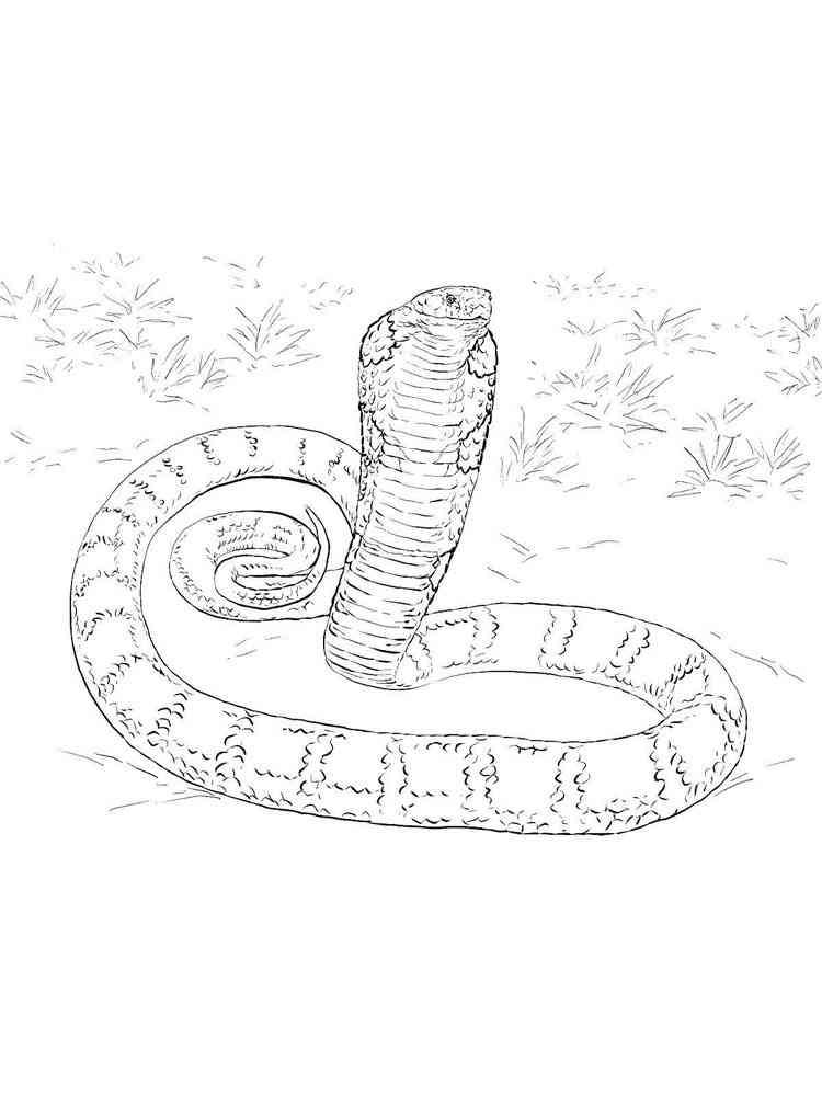 King Cobra coloring page