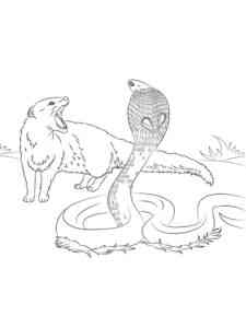 Cobra and Mongoose coloring page