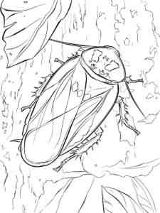 Death’s head Cockroach coloring page