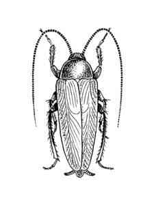 German Cockroach coloring page