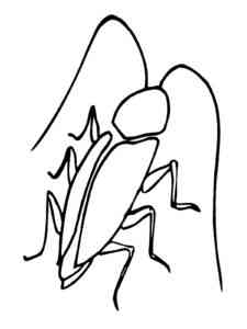 Drawn Cockroach coloring page
