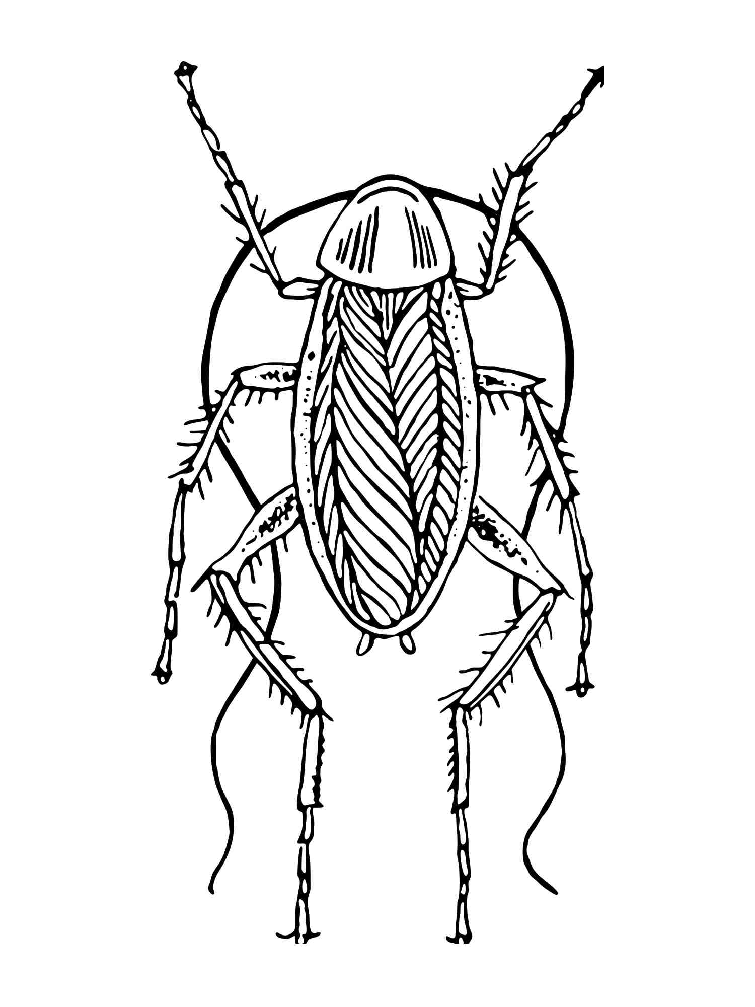 Common Cockroach coloring page