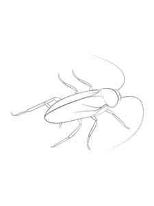 American Cockroach coloring page