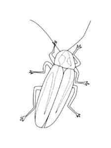 Common German Cockroach coloring page