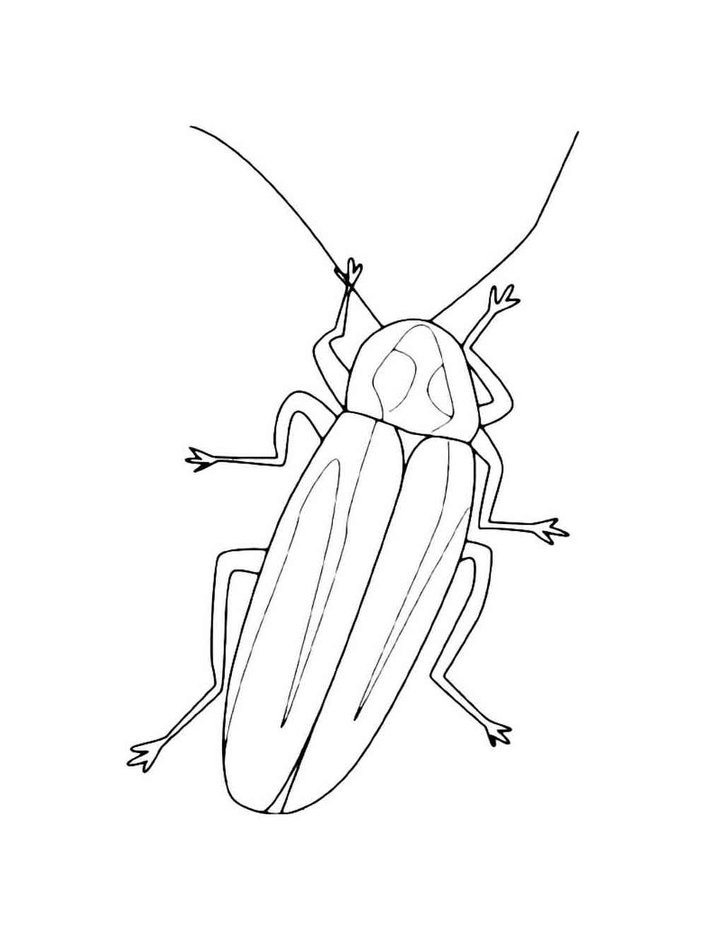 Common German Cockroach coloring page