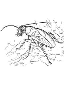 Oriental Cockroach coloring page