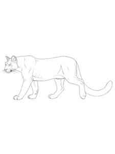 Common Cougar coloring page