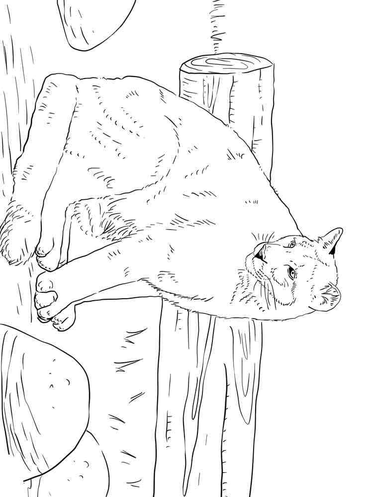 Sitting Cougar coloring page