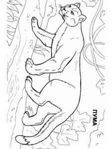Crouching Cougar coloring page