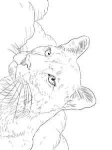 Cougar Portrait coloring page