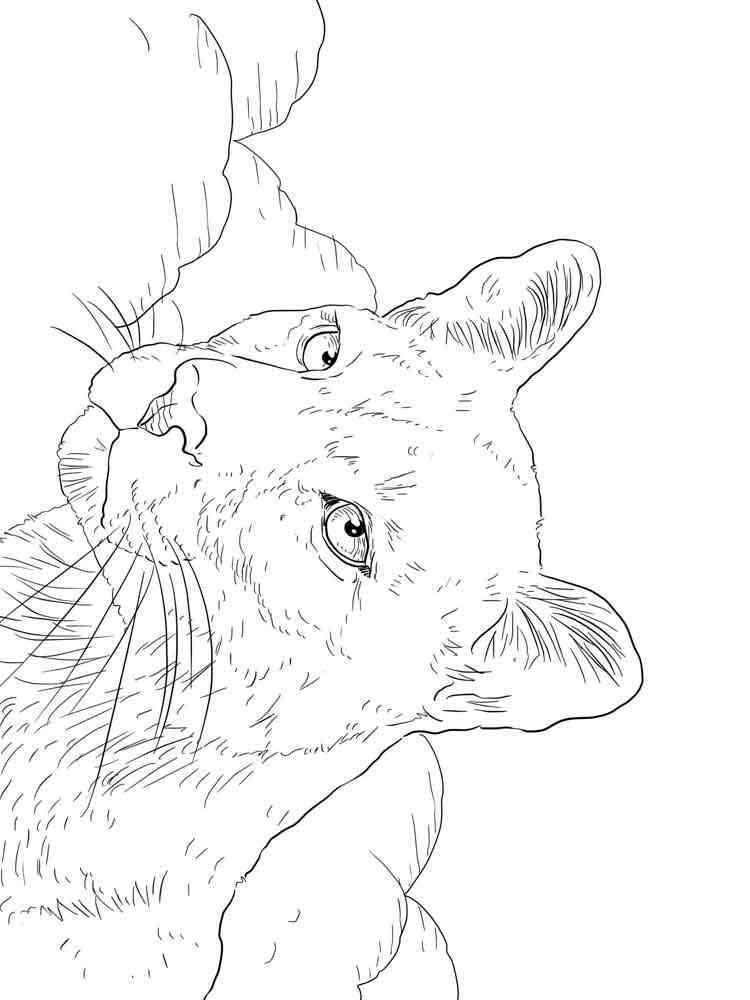 Cougar Portrait coloring page