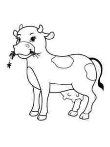Cow chewing grass coloring page