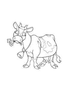 Cow chewing flowers coloring page