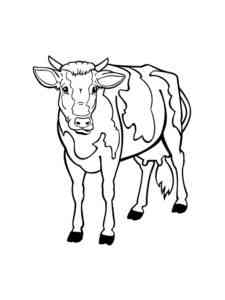Common Cow coloring page