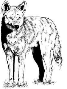 Predator Coyote coloring page