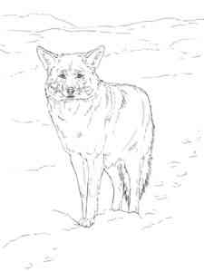 Wild Coyote coloring page