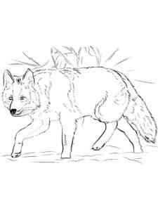 American Coyote coloring page