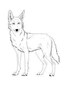 Common Coyote coloring page