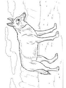 Realistic Coyote coloring page