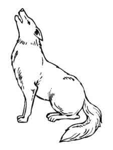 Coyote sits and howls coloring page