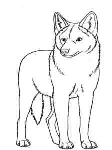 Simple Coyote coloring page